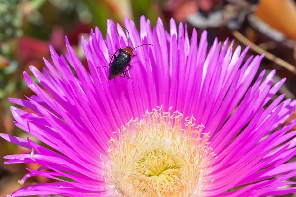 Stock image Beetle insect on yellow flower.