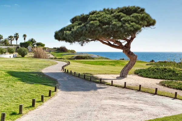 Garden on the coast Portugal. — Stock Photo, Image
