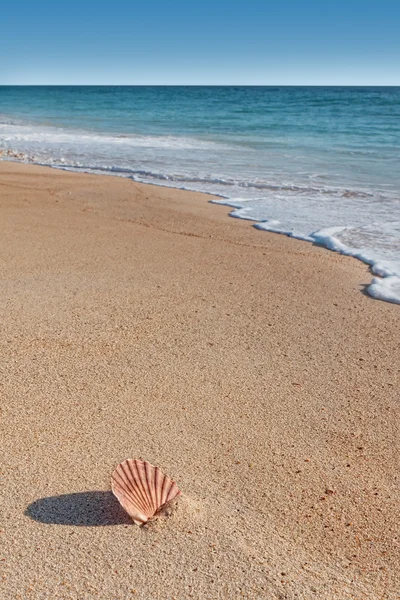 Skal på stranden — Stockfoto