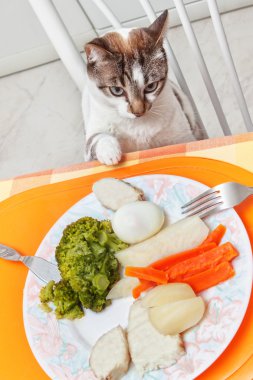 kedi yemek masasında görmek.