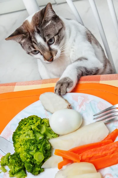 Nieuwsgierige kat aan de tafel. — Stockfoto