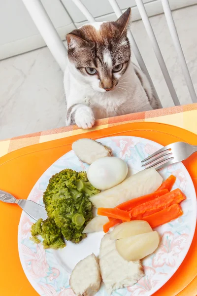 De kat aan de tafel met voedsel. — Stockfoto