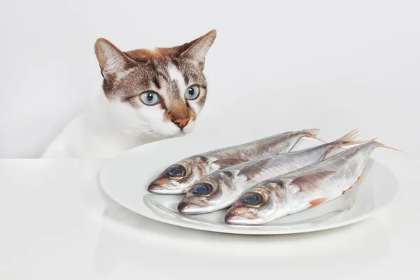 Un chat affamé regardant de poisson dans la cuisine. — Photo