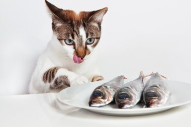 Cat licked over the fish. In the kitchen. clipart