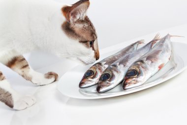 Masanın üzerinde bir balık kokulu kedi. Mutfakta.