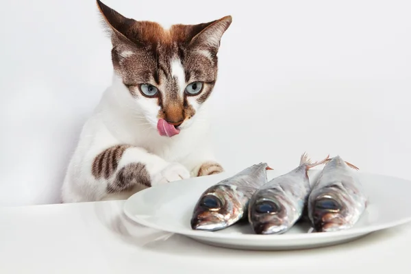Gato lambeu sobre o peixe. na cozinha. — Fotografia de Stock