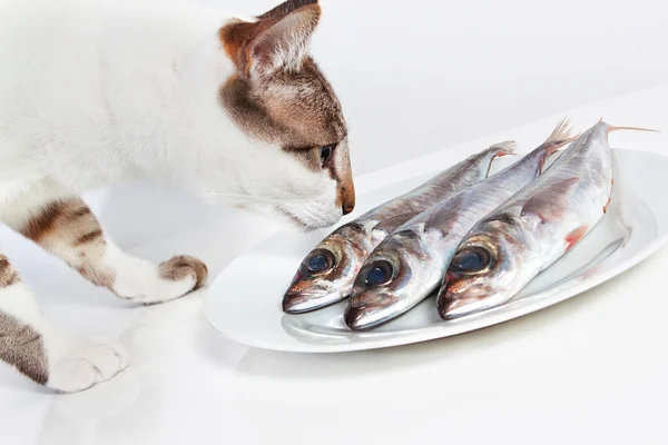猫嗅到的桌子上的一条鱼。在厨房里. — 图库照片