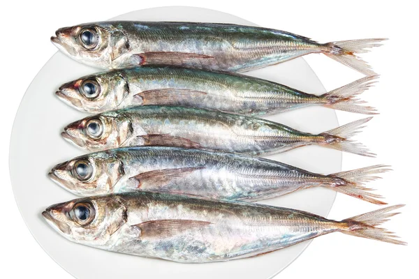 Five raw mackerel on a plate. Fish. — kuvapankkivalokuva