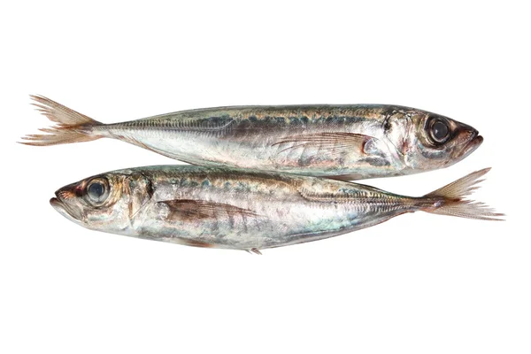 Dwa raw makrela. ryby. — Zdjęcie stockowe