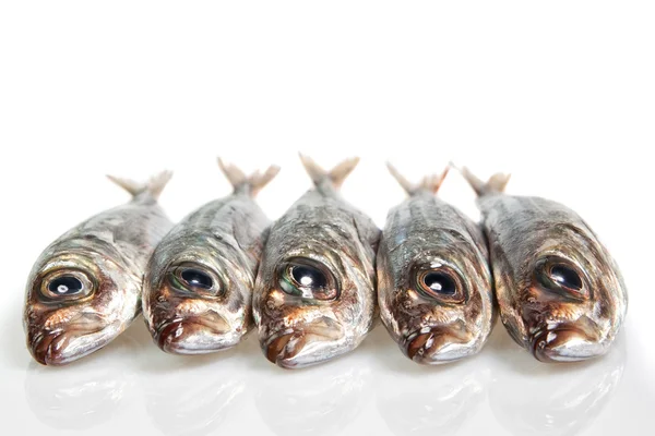 Raw mackerel on the table. On a white background. — kuvapankkivalokuva