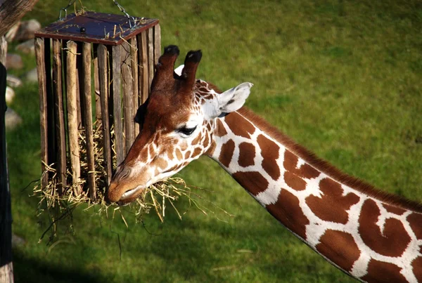 Une girafe — Photo