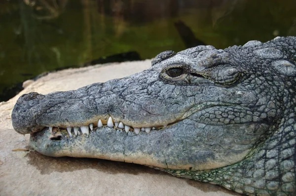 stock image The head of an alligator