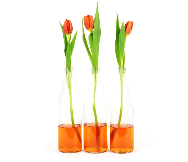 Drei isolierte Tulpen — Stockfoto
