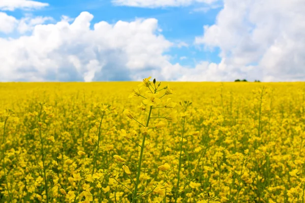 Canola field Stock Photos, Royalty Free Canola field Images | Depositphotos