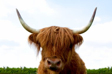 Highland Cattle clipart