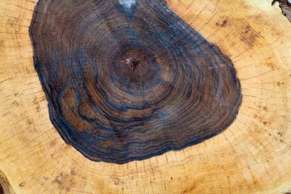 Walnut Tree — Stock Photo, Image