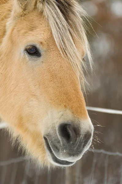 Caballo en Noruega —  Fotos de Stock