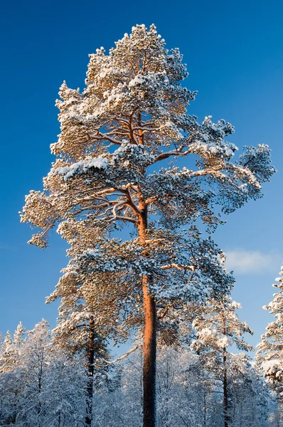 Adegan musim dingin dari Norwegia — Stok Foto