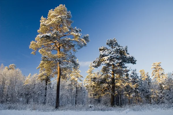 ノルウェーからの冬景色 — ストック写真