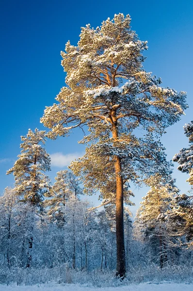 Adegan musim dingin dari Norwegia — Stok Foto