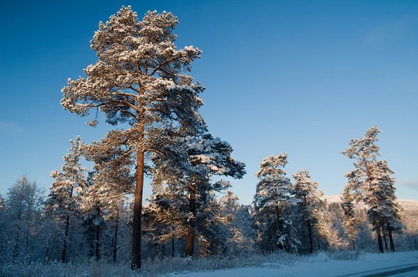 ノルウェーからの冬景色 — ストック写真