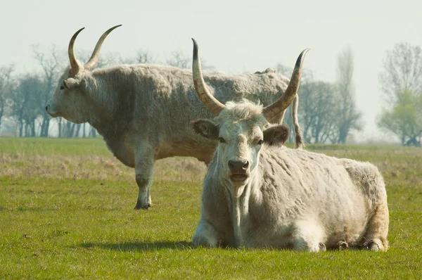 Hungarian Grey Cattle — Stock Photo, Image