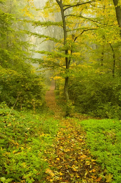 Otoño en el bosque — Foto de Stock