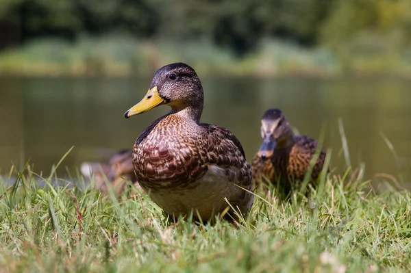 Mallard - pato selvagem — Fotografia de Stock