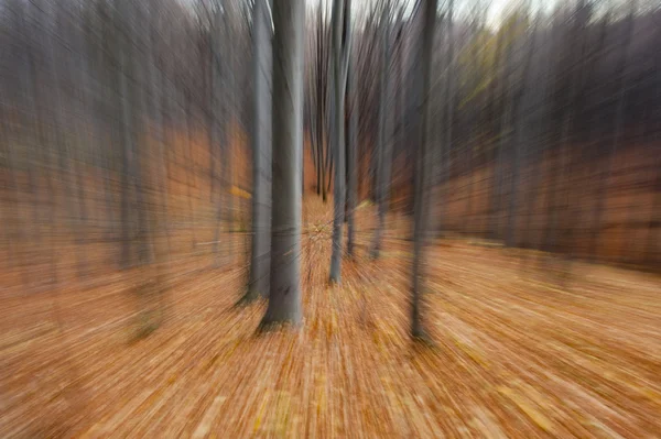 Forest Zoom — Stock Photo, Image
