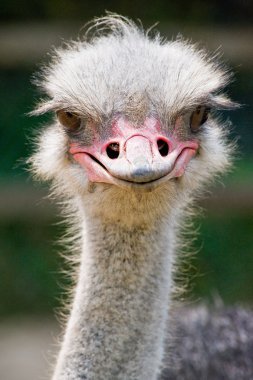 Ostrich Portrait clipart