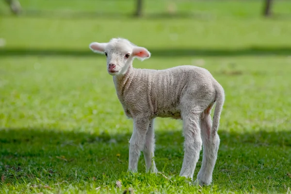Cute Young Sheep — Stock Photo, Image