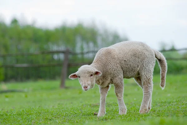 Cute Young Sheep — Stock Photo, Image