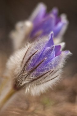 Pasque flower - Pulsatilla