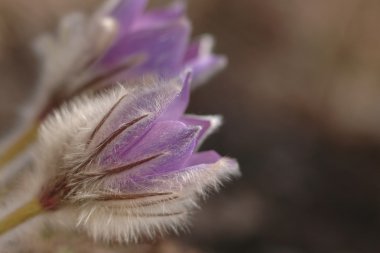 Pasque flower - Pulsatilla