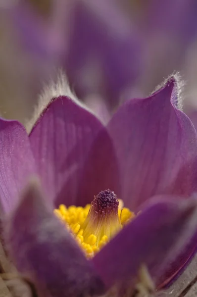 オキナグサ花 - pulsatilla — ストック写真