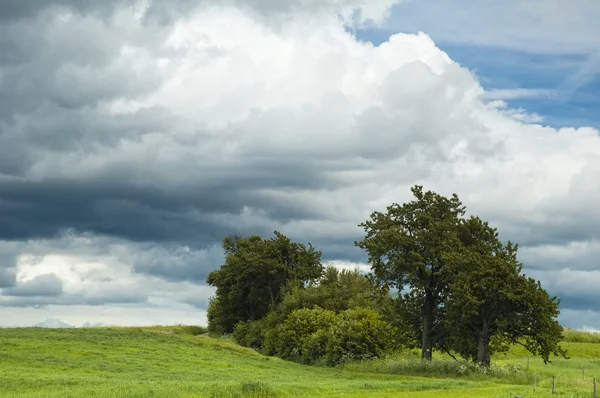 Grove and clouds — Stock Photo, Image