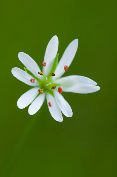 Stock image Small white flower