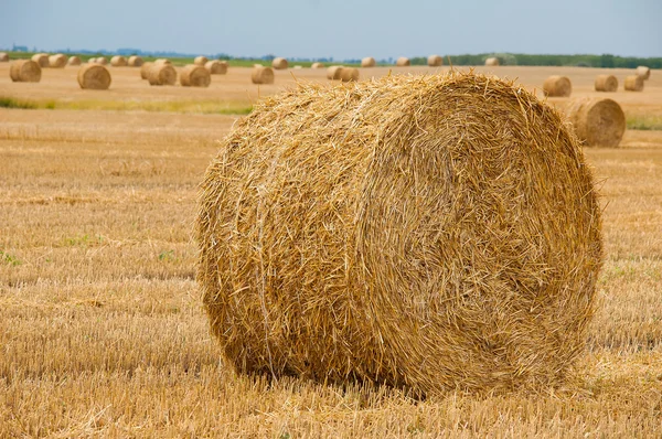 stock image Hay bales on a clear summers day