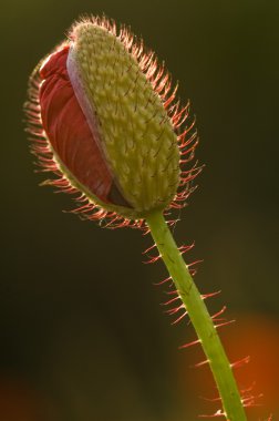 haşhaş - gelincik (bitki)