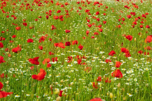 Papoila - papaver rhoeas — Fotografia de Stock