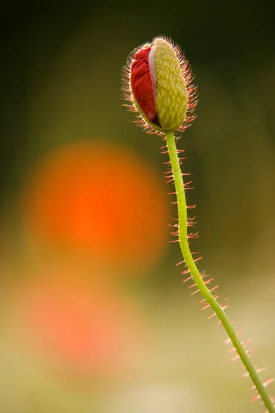 stock image Poppy - Papaver rhoeas