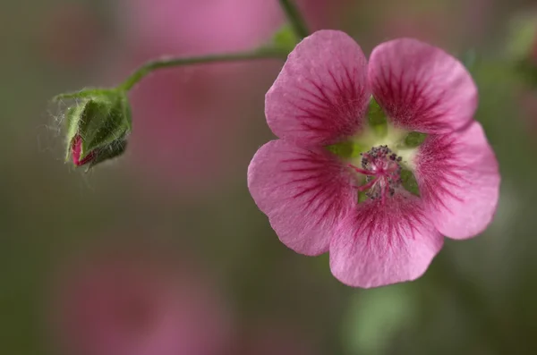 stock image Pink flower