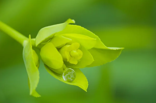 stock image Green flower