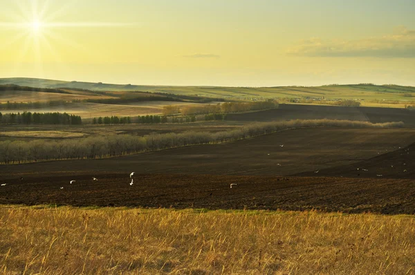 Plowed fields — Stock Photo, Image