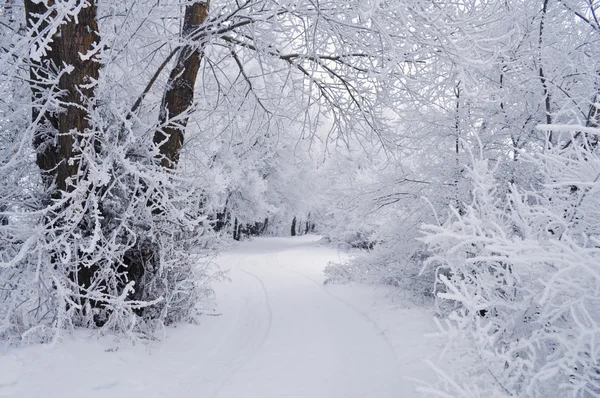Winterhintergrund mit Bäumen im Schnee und auf der Straße — Stockfoto