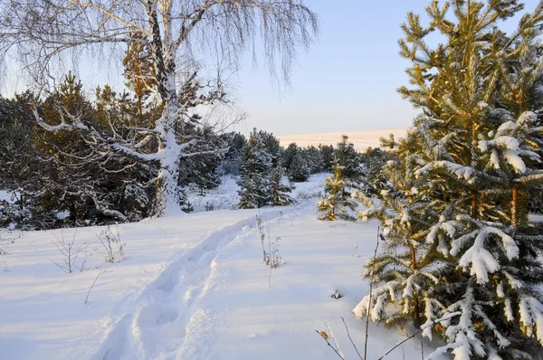 겨울 숲 산책 — 스톡 사진