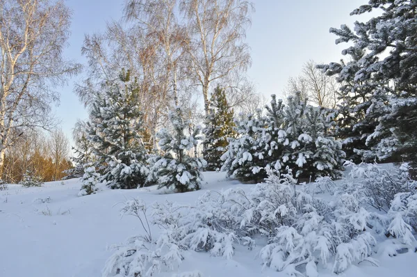 겨울의 배경 — 스톡 사진