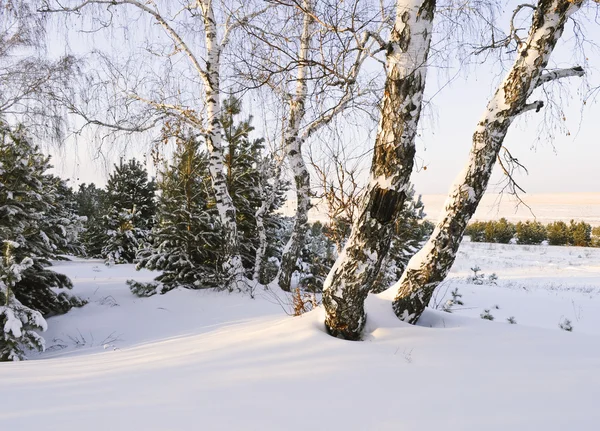 Fondo con un paisaje invernal —  Fotos de Stock