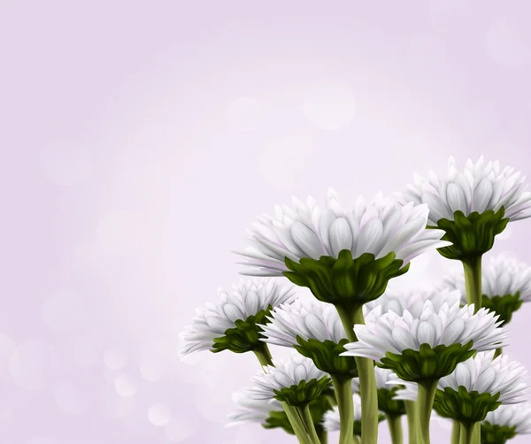 Букет з білих квітів — стокове фото