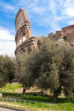 The Coliseum and olive trees clipart